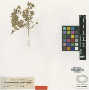 Crotalaria microcarpa Hochst. ex Benth. [type]