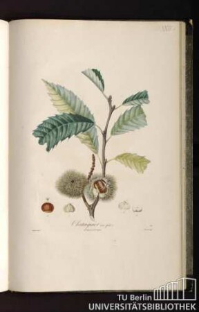 Pl. XXIII b. Chataignier (on fruit).