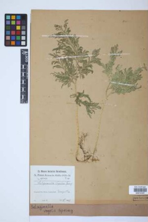 Selaginella vogelii Spring