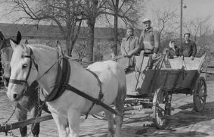 Reportage vom Volksgut Struppen : Pferdefuhrwerk