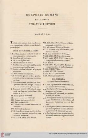 Corporis humani facie aversa stratum tertium