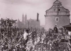 Meißen, Weinbergstöcke : Meißen. Städtisches (Crassosches) Weinberghaus. Zscheilaer Straße 19. Blick vom Kapellenberg über Weinstöcke zu Dom und Albrechtsburg