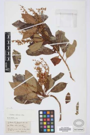 Clethra arborea Soland. ex Ait.