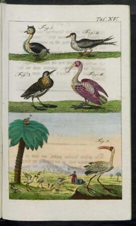 TAf. XV. Fig. 1. - Fig. 4.
