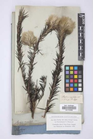 Phylica capitata Thunb.
