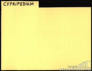39: CYPRIPEDIUM