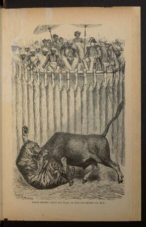 Tafel: Kampf zwischen Büffel und Tiger [...].