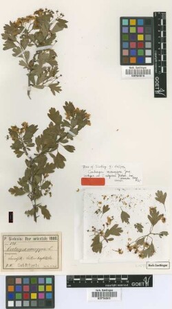 Crataegus calycina Peterm. var. Diap. cuneata[isotype]