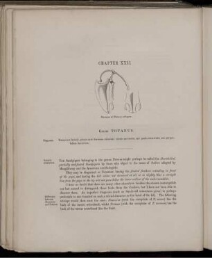 Chapter XXII. Genus Totanus.