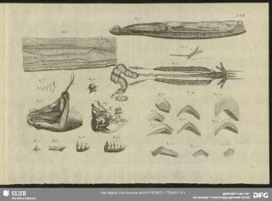 Tab. III. Fig. 1 - Fig. 22