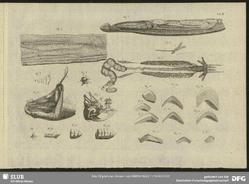 Tab. III. Fig. 1 - Fig. 22