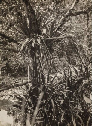 Bromeliengewächs (Sammlung Richard Wegner 1869/1931)