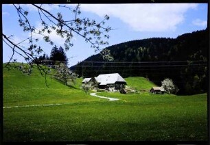 Breitnau: Schwarzwaldhof, Vordergrund Weg zum Hof