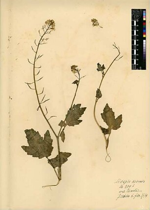 Cruciferae Sinapis arvensis v. orientalis Boissier, Edmond (1810 - 1885) [Jericho, Tell es-Sultan, Yeriho]