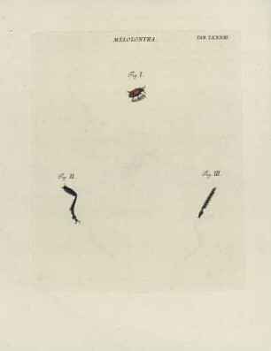 Tab. LXXXIII.