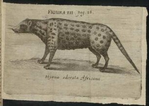 Figura III. Hyæna odorata Africana.