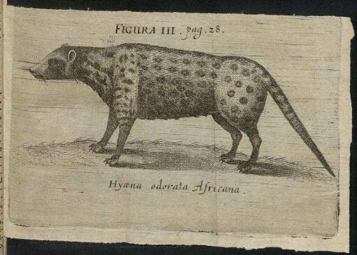 Figura III. Hyæna odorata Africana.