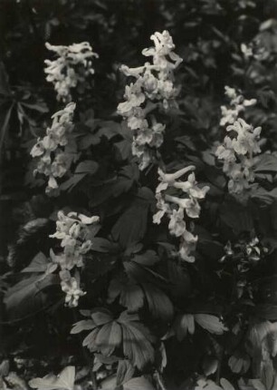 Hohler Lerchensporn (Corydalis cava) in Blüte