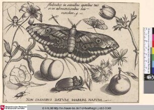 Non Omnibus Datum Habere Nasum [Insekten, Pflanzen und Früchte mit Schmetterling im Zentrum]