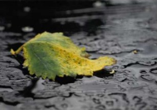 Blatt auf nassem Stein