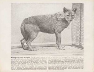 Europäischer Schakal
