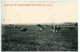 Hennersdorf. Jungviehweide