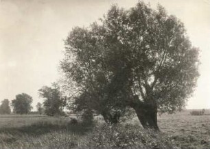 Luppenaue bei Gundorf. Wiesen mit Weiden und Pappeln