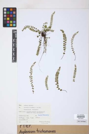 Asplenium trichomanes L.