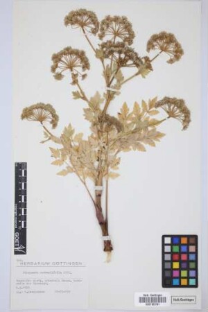 Tinguarra cervariifolia (DC.) Parl.