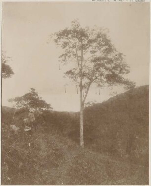 Bilder aus dem bolivianischen Urwald