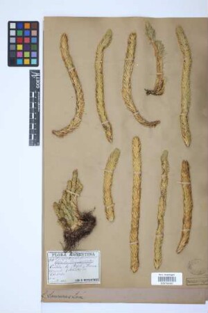 Phlegmariurus saururus (Lam.) B. &Oslash;llg.