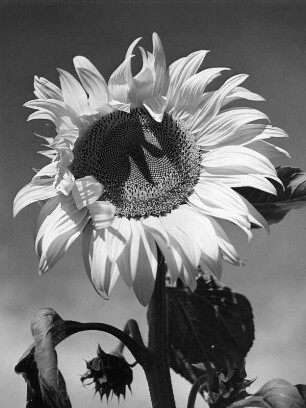 Sonnenblumen. Einzelne Blüte
