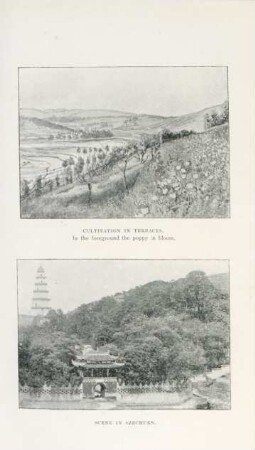 Cultivations in terraces. In the foreground the poppy in bloom. Scene in Szechuen