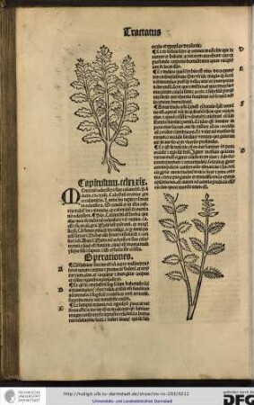 Menta non odorifera sive calamentum, Pandecta capitulo cxxiii Calamentum arabice, grece calamitis, latini vero nepita vel menta odorifera.