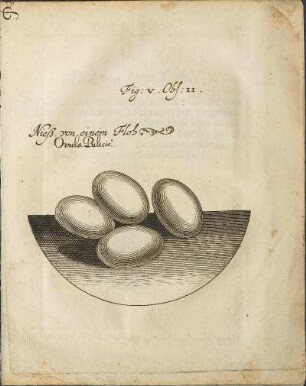 Illustration 7: Fig. V. Obs. II.