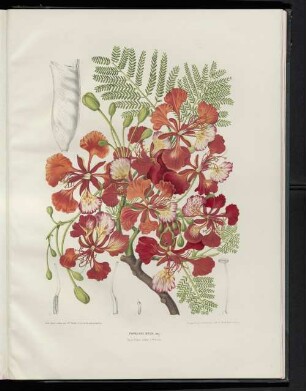 Poinciana regia.