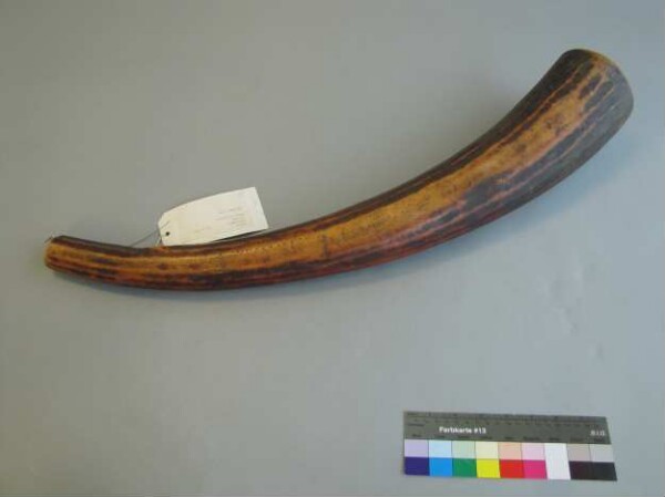 Ivory horn