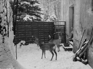 Tierfütterung : Unbekannter Ort. Rehkitze im Winter an einem Bauernhaus
