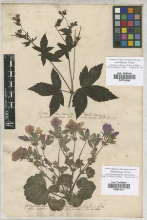 Geranium