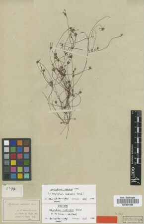 Stylidium radicans Sond. [syntype]