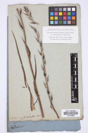 Philydrum lanuginosum Gaertn.