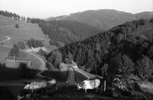 Serpentine und Kühe mit Landschaft bei Stohren