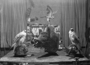 Sachsen. Ausstellung präparierter Tiere