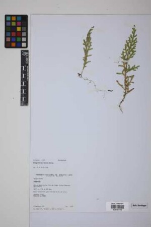 Selaginella moritziana Spring