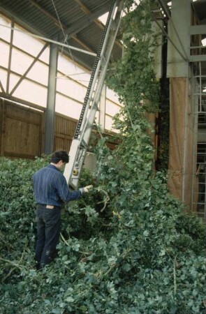 Fotografie: Erntetechnik, Sonderkulturen, Hopfen