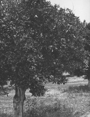 Orangenbaum am Weg (USA-Reise 1933)