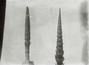Sprossachsen vom Winterschachtelhalm (Equisetum hyemale) und Acker-Schachtelhalm (Equisetum arvense)