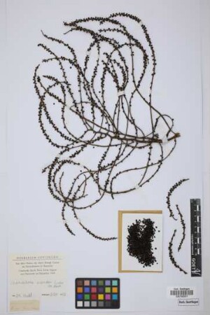 Chamaedorea desmoncoides H.Wendl.