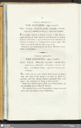 Cirrus carinatus. Tab. CCCCXXIX. - fig. 3 and 4
