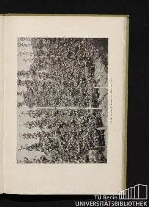 Fig. 24. Doppelte U-Formen von Gellerts Butterbirne.